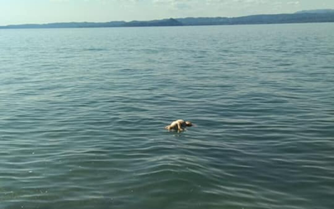 Stresa (VB) – Cane morto gettato nel lago. LNDC denuncia