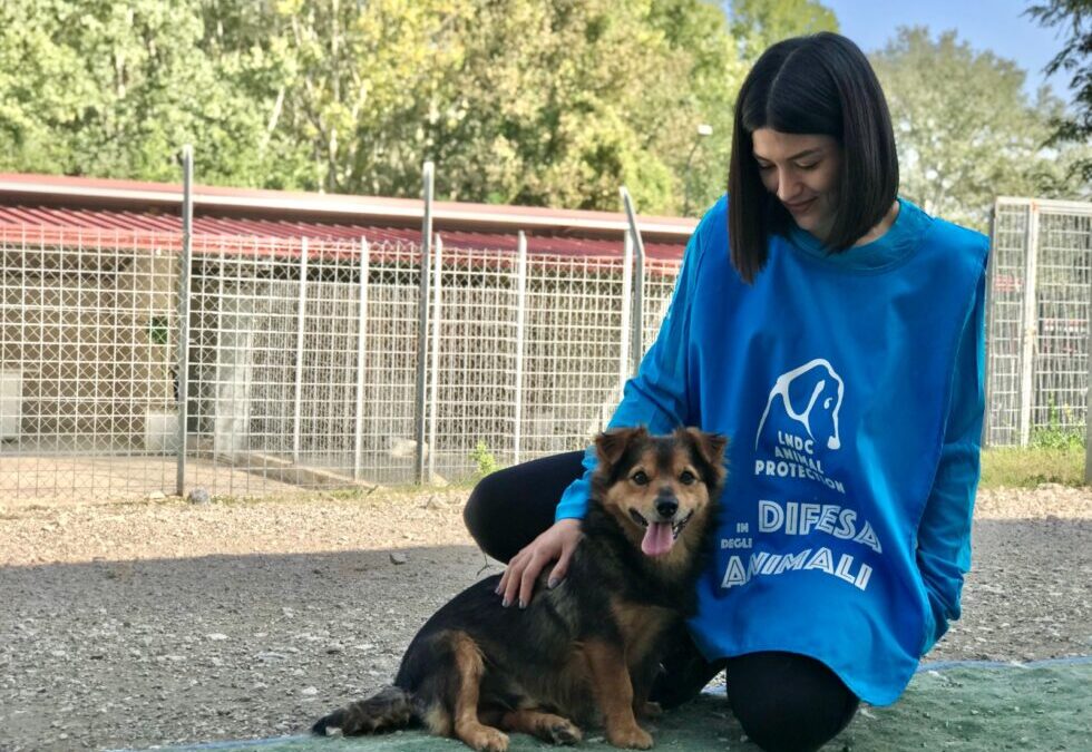 Pescara – Blocco sul rifugio per animali. Le associazioni: “Danno per cittadini e animali”