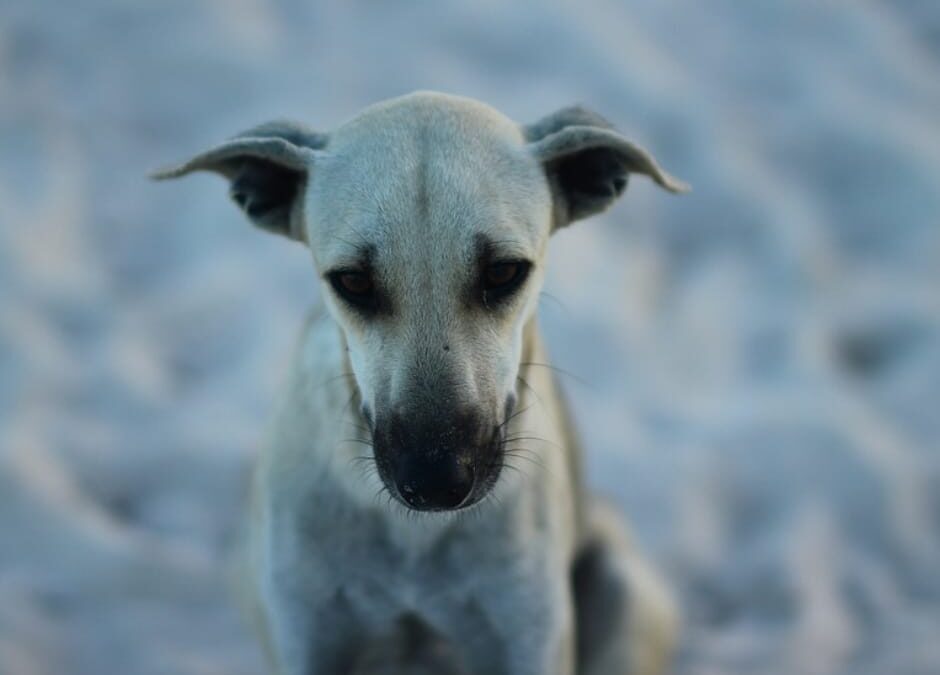 Napoli – LNDC parte attiva nel processo contro l’uomo accusato di aver gettato il proprio cane dal balcone