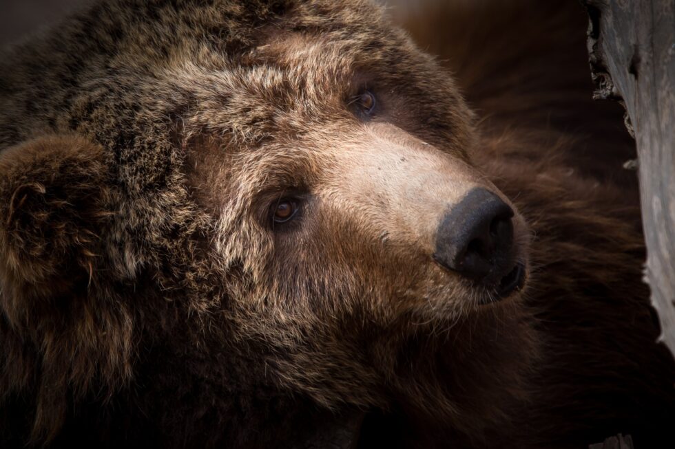 Fauna selvatica – Lollobrigida apre ad abbattimento di lupi e orsi. LNDC: “Il nuovo Governo parte subito con il piede sbagliato”