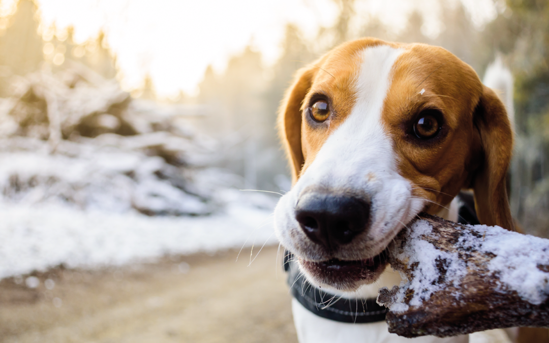 Inverno 2022-2023 – Proteggiamo i nostri amici dal freddo. I consigli di LNDC