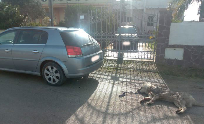 Minervino (LE) – LNDC denuncia l’uomo che ha ucciso un cane trascinandolo con l’auto