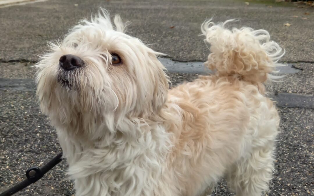 Roma – Jack salvato da un cassonetto della spazzatura. LNDC chiede il sequestro