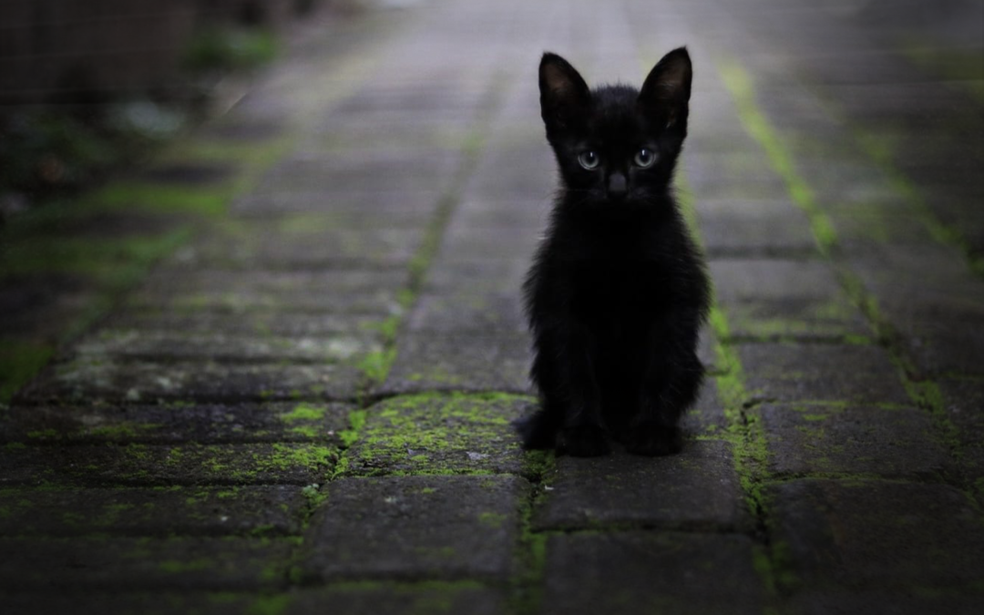 #ButtaIBotti – L’appello di LNDC per il benessere degli animali nel periodo festivo