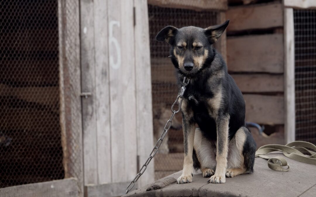 Trento – LNDC moderatamente soddisfatta per la nuova legge contro la detenzione a catena