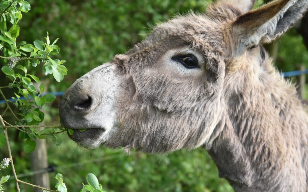 Sovizzo (VI) – Asinella ferita da cacciatori in centro di riabilitazione. La denuncia di LNDC
