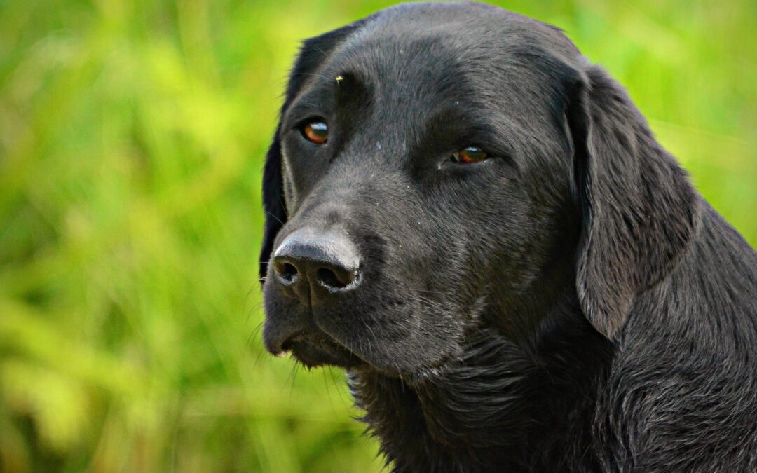 Sardegna – Cane freddato da un pastore. Anche LNDC sporge denuncia