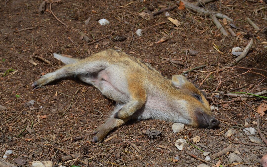 Massarosa (LU) – Cinghiale ferito e ucciso. La denuncia di LNDC non si fa attendere