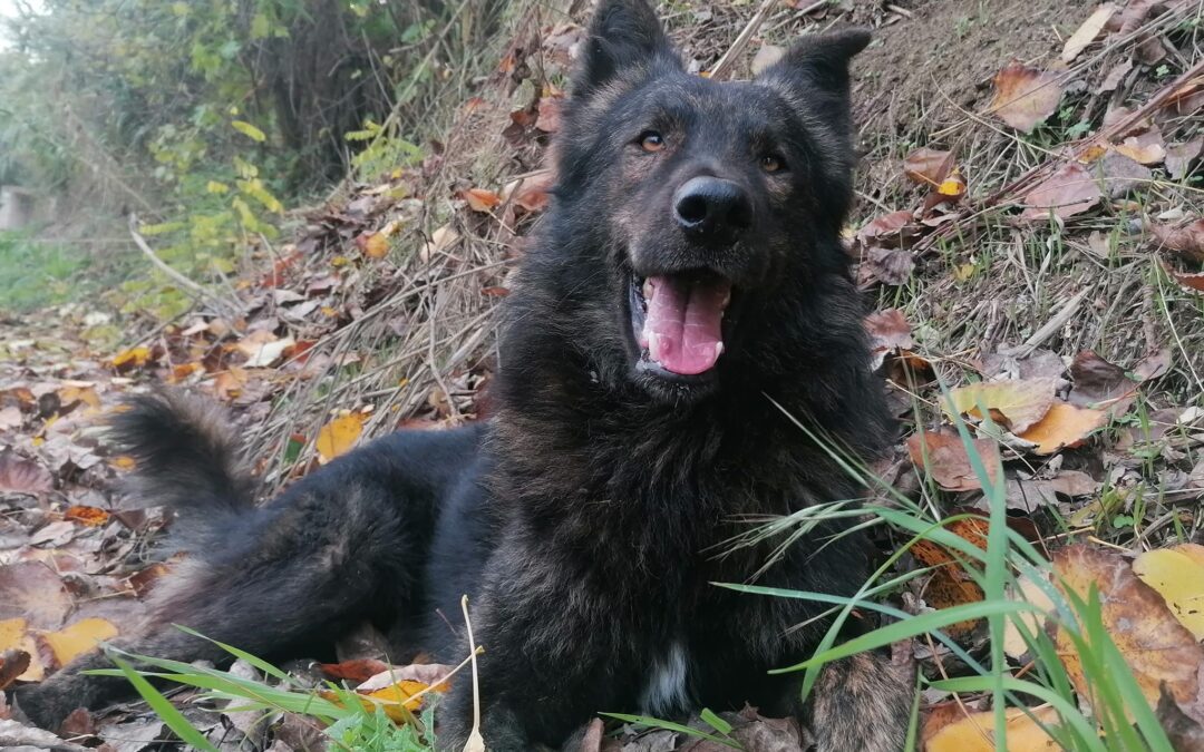 Fermo – Kiran ucciso da un cacciatore. LNDC denuncia questo ennesimo atto di crudeltà