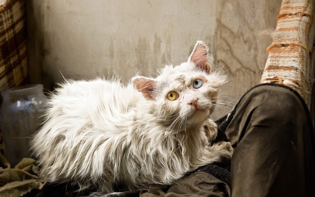 Verona – Condanna a 5 anni per la donna che ha maltrattato cani e gatti e causato un incendio