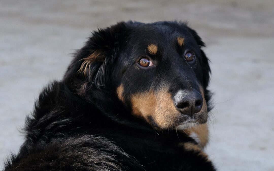 Palermo – Hope è speciale e cerca una casa speciale