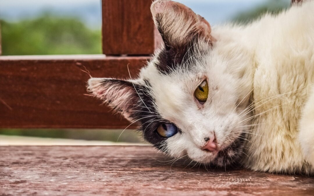 Sicilia – Il 2022 si chiude con due gravi casi di maltrattamento e crudeltà. La denuncia di LNDC