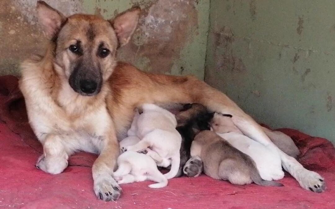 Bitetto (BA) – LNDC denuncia gli aguzzini di Bruce e Jasmine e chiede aiuto alla cittadinanza