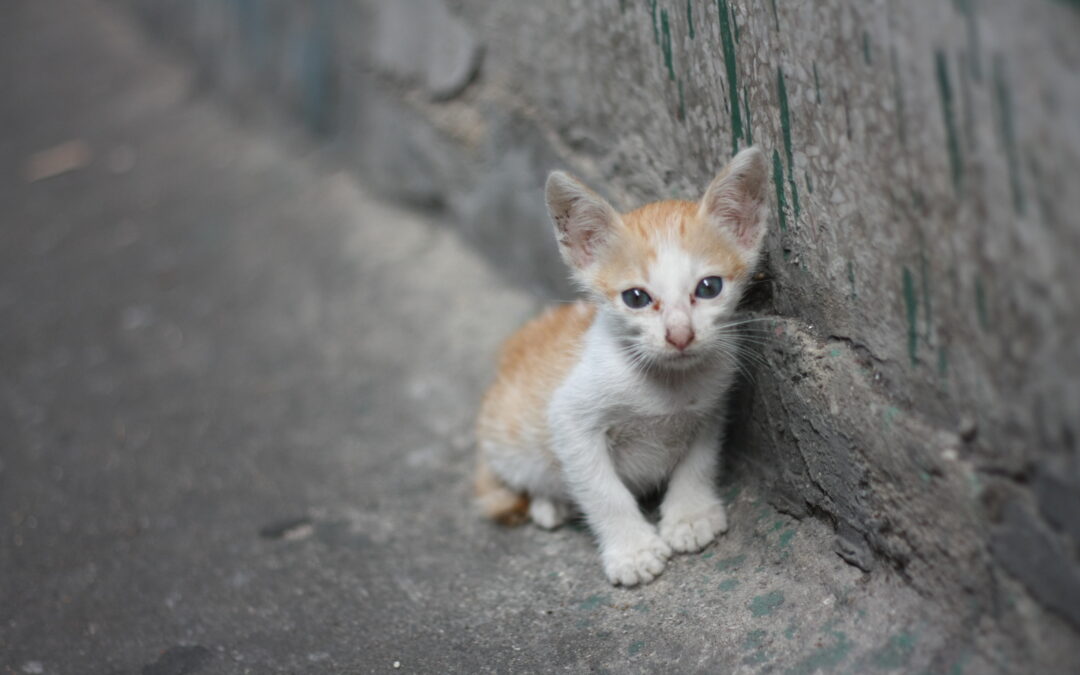 Misterbianco (CT) – Uomo uccide un gattino vicino a una scuola. LNDC sporge denuncia insieme alla responsabile della colonia