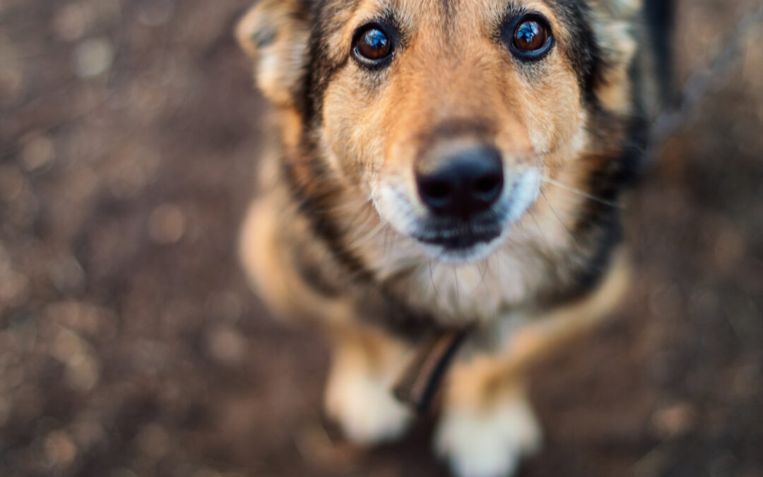 Pescara – LNDC e LAV scrivono al custode giudiziario del canile sanitario sotto sequestro