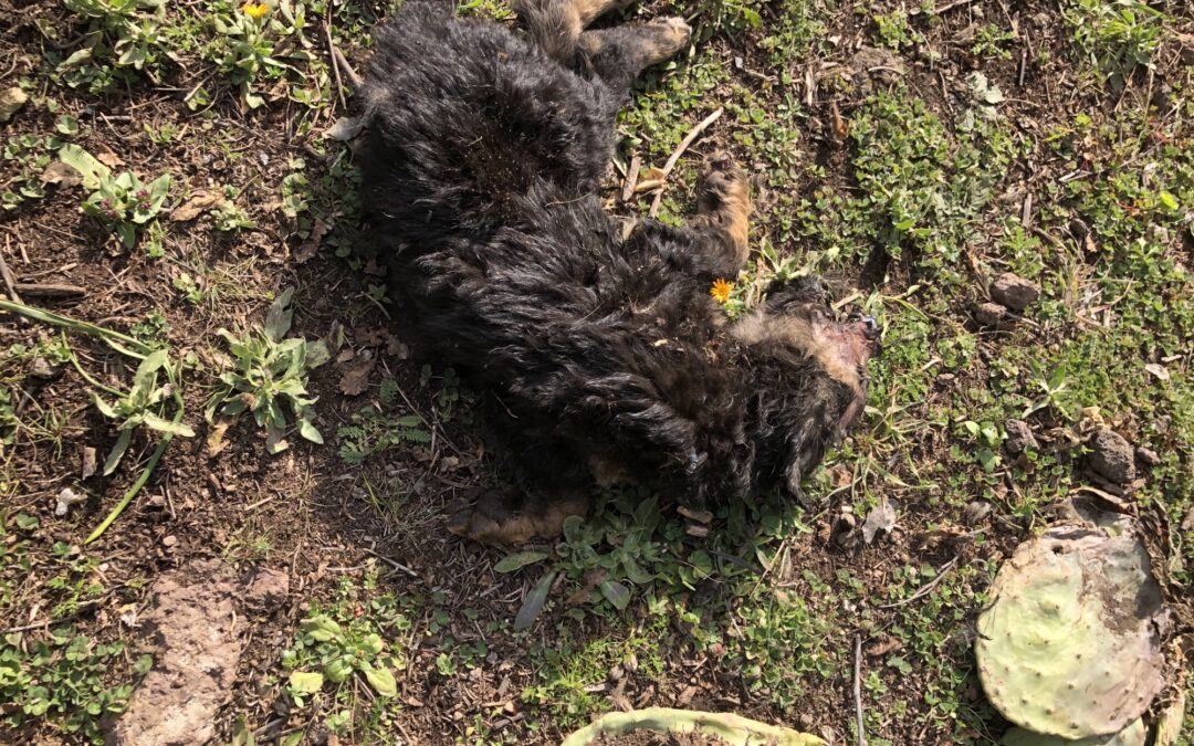 LNDC scrive alle autorità di Biancavilla (CT) per un caso di presunti avvelenamenti