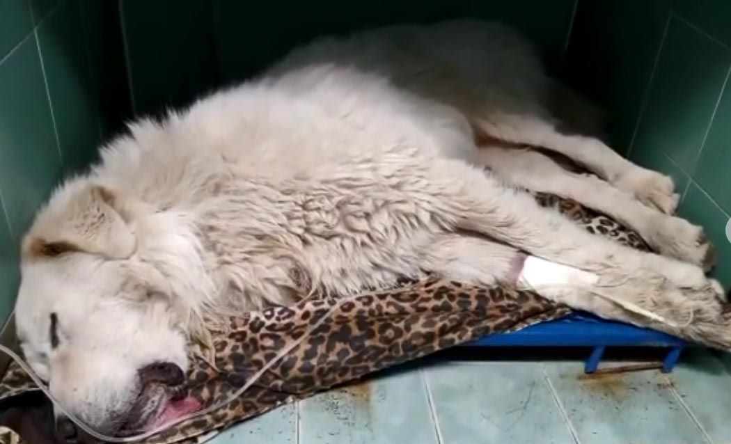 Castelli Romani – Diversi cani in gravi condizioni e uno deceduto per avvelenamento da metaldeide. LNDC denuncia e scrive ai Comuni