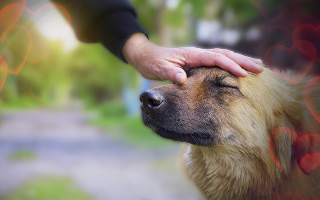 A San Valentino moltiplica l’amore: regala l’adozione a distanza di un cane anziano o malato