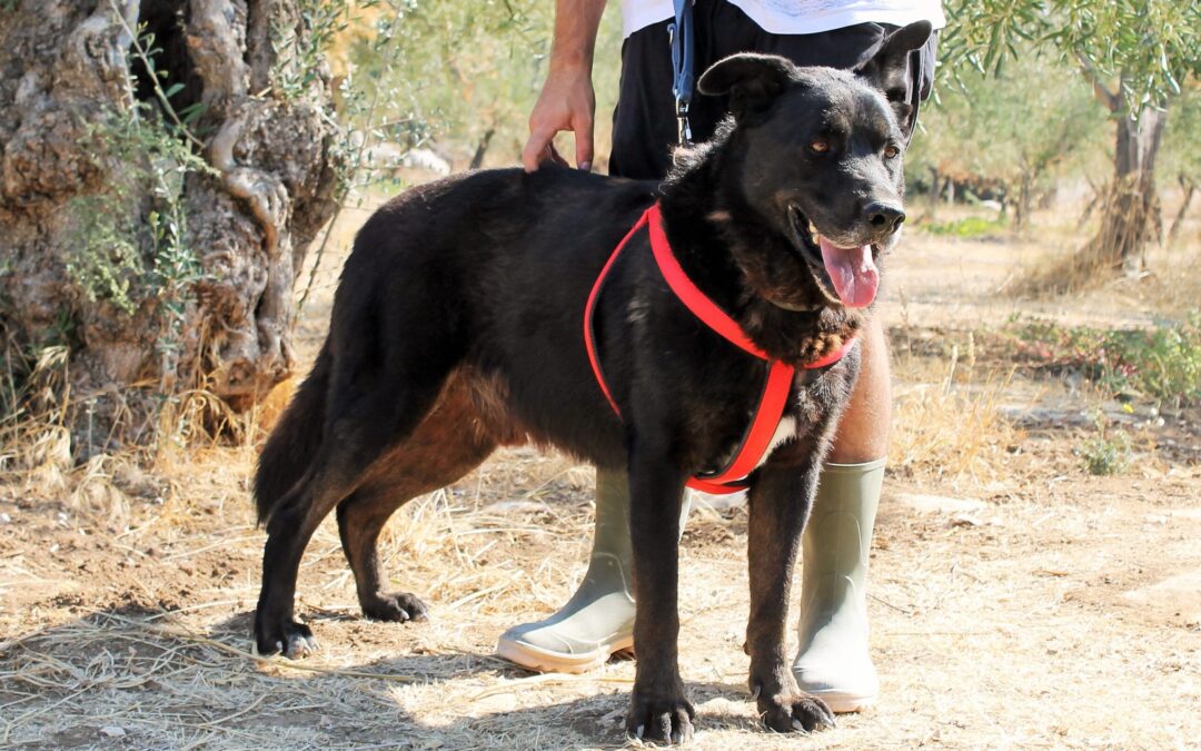 Trani – Wallace cerca la sua nuova famiglia