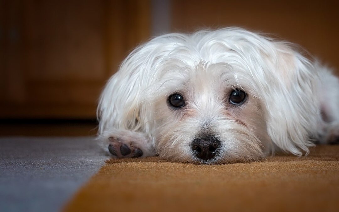 Bellaria (RN) – Coppia maltratta il maltese di casa. LNDC denuncia e invita chi assiste a questi gesti a fare lo stesso