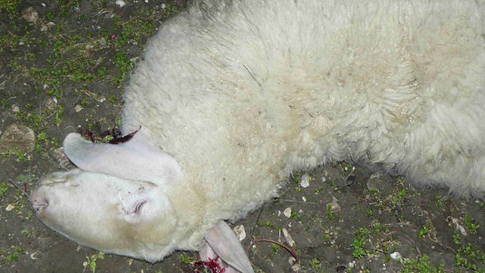 Roma – Massacra una pecora davanti a testimoni. LNDC denuncia