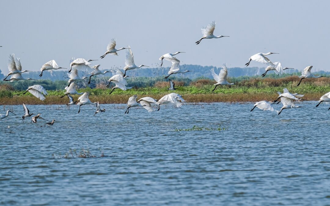 Caccia – Il ministro Lollobrigida sempre più amico dei cacciatori e nemico degli animali e dell’ambiente