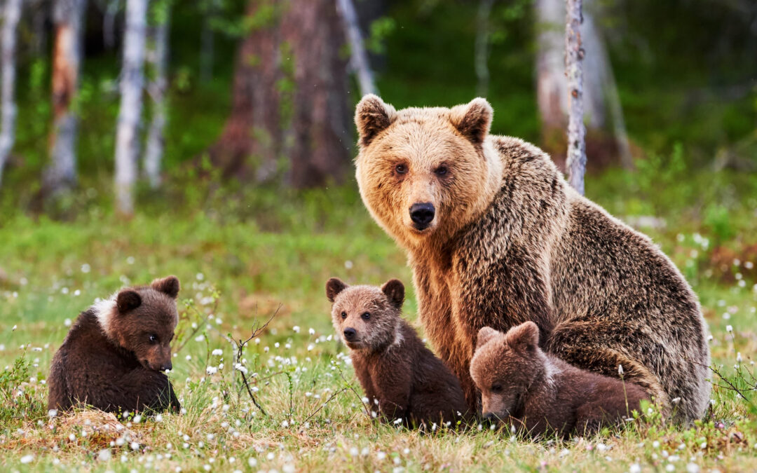 Val di Rabbi (TN) – Ancora una presunta aggressione da parte di un orso. LNDC pronta a combattere per salvare l’animale da ritorsioni