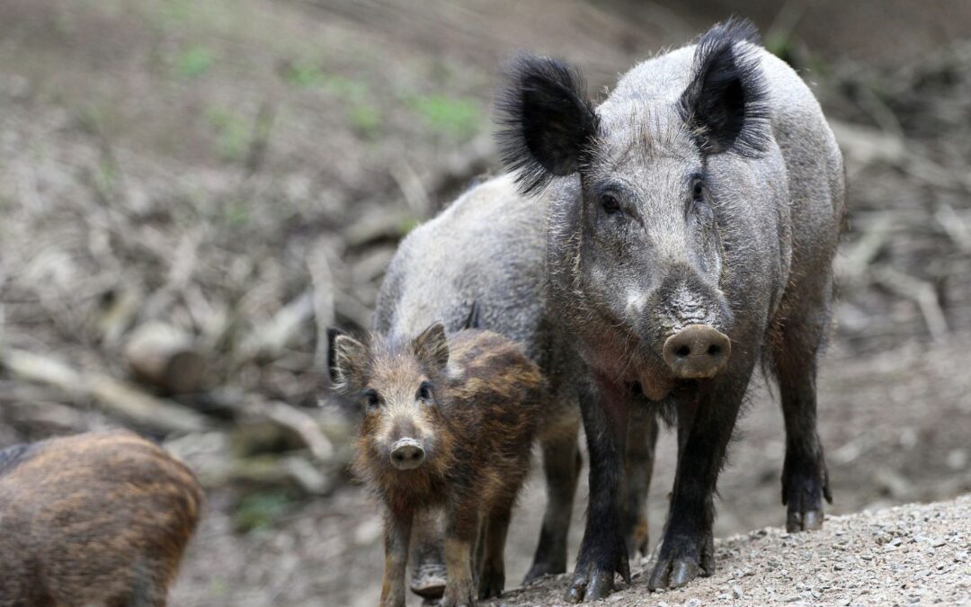 Lombardia – Ricompensa per chi uccide femmine di cinghiale. LNDC contesta la decisione della Regione