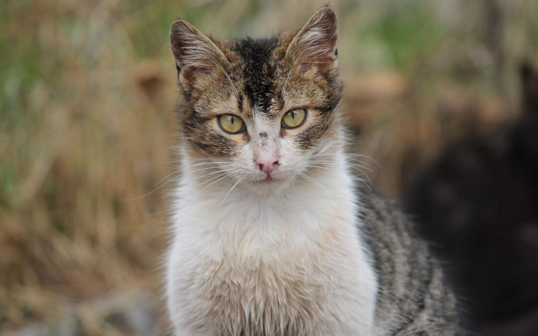 Fara in Sabina (RT) – Gatto lapidato da alcuni ragazzi. LNDC sporge denuncia