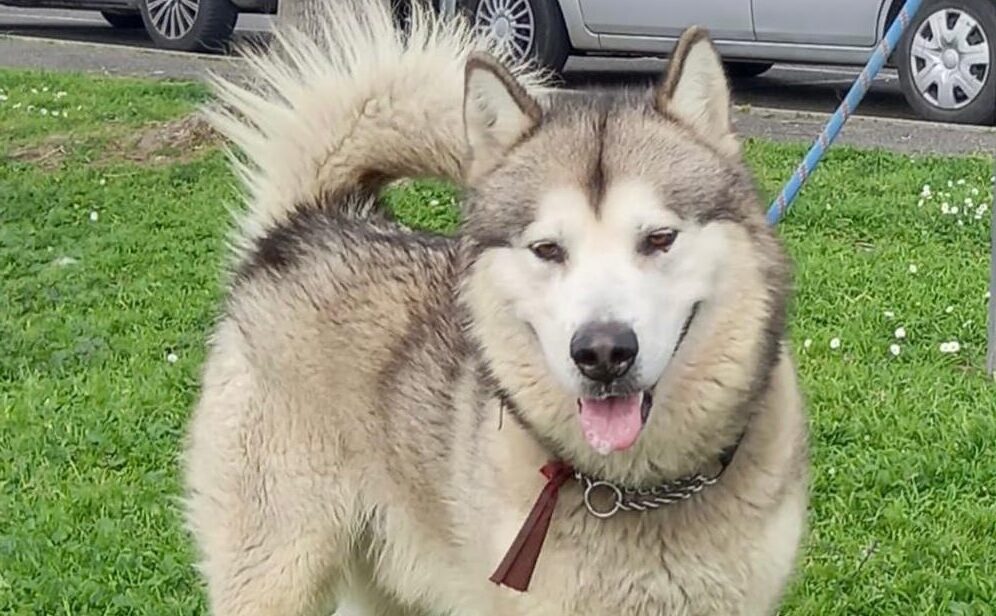 Roma – Aron è rimasto solo e cerca una nuova famiglia