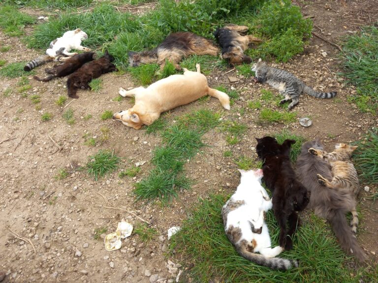 Emergenza avvelenamenti – Decine e decine di vittime in tutta Italia. LNDC ricorda l’importanza di una legge ad hoc e pene più severe