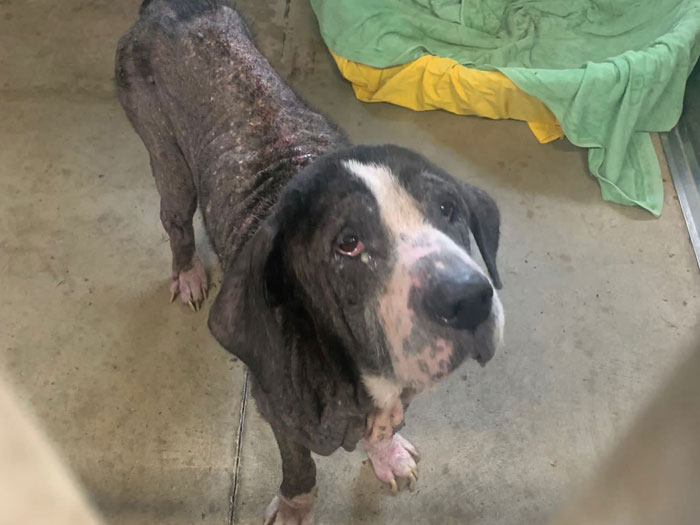 Modena – Denunciata per abbandono di animali. LNDC si unisce alla denuncia