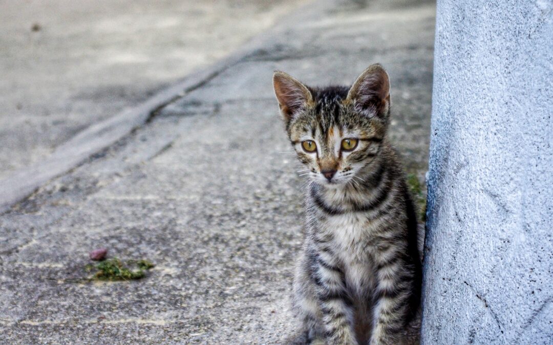 San Marino – Ciclista uccide un gatto con fucile ad aria compressa. LNDC esprime disappunto per la condanna lieve