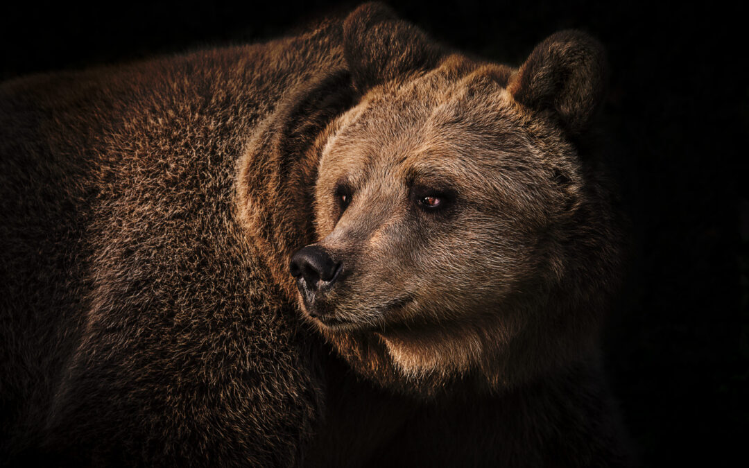 Trento – Preannunciata la condanna a morte per MJ5. LNDC si opporrà con ogni mezzo