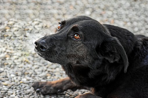 Campania – LNDC sporge denuncia per due gravi casi di maltrattamento