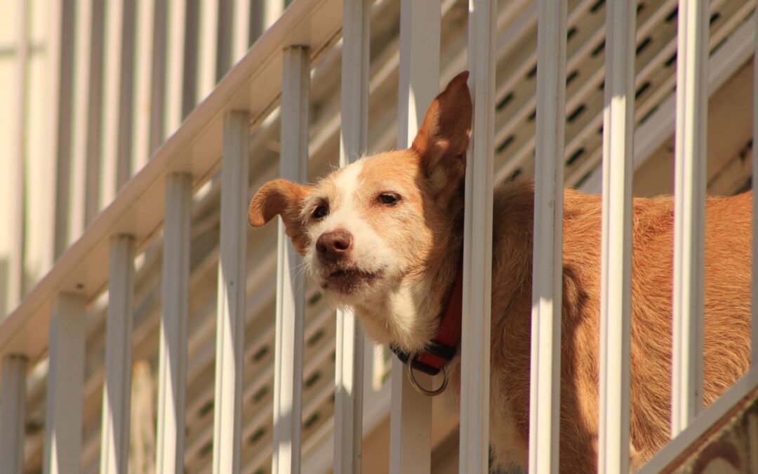 Agrigento – LNDC Animal Protection denuncia uomo che ha ucciso il cane buttandolo dal balcone