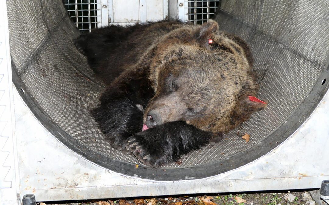 Trento – JJ4 catturata con i suoi cuccioli. Fugatti vuole ucciderla a tutti i costi