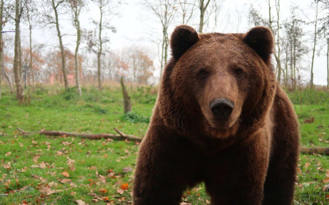 Trento – Il Presidente del TAR blocca la PAT e sospende l’uccisione di MJ5