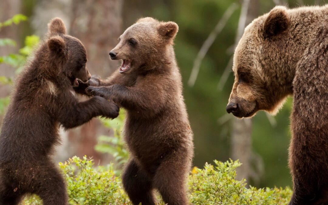 Trento – Cosa ne sarà ora dei cuccioli di JJ4?