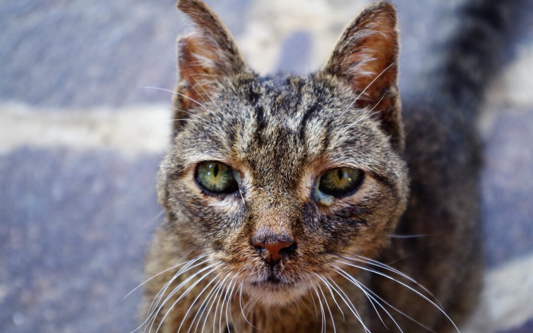 Roma – Il caso della presunta accumulatrice di gatti torna alla ribalta. LNDC, coinvolta fin dall’inizio, continuerà a chiedere chiarezza