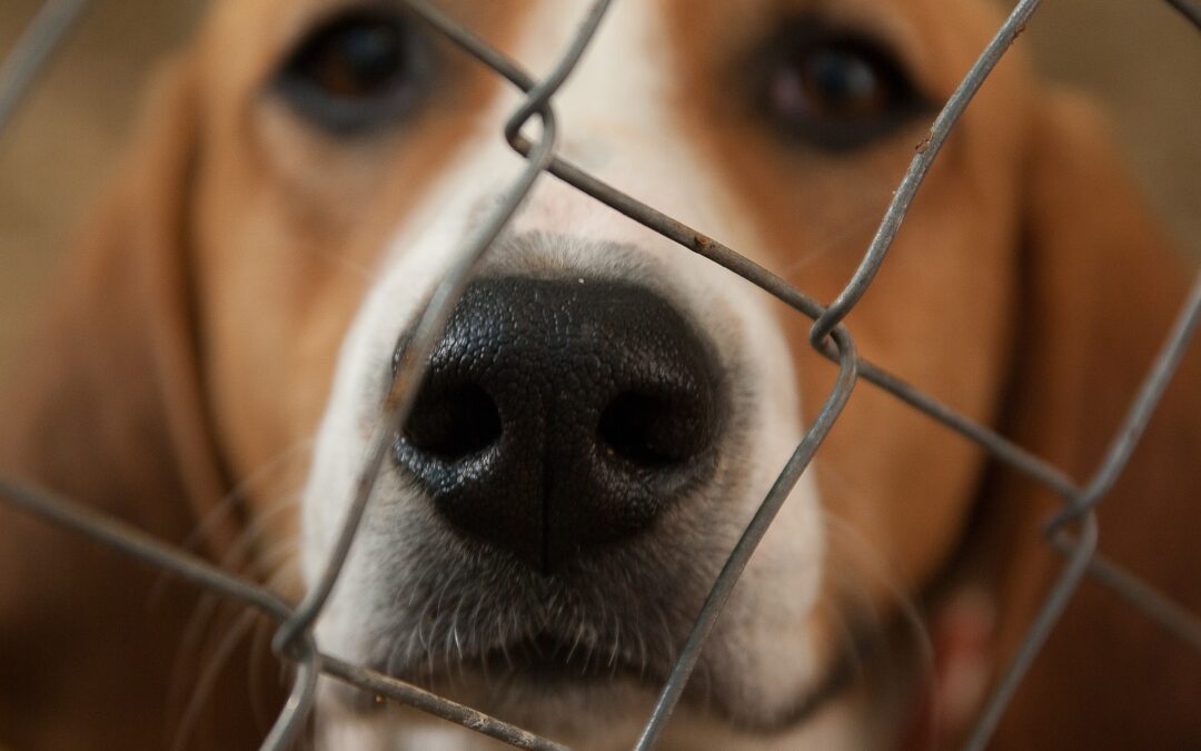 Salerno – Circa 40 cani salvi grazie a LNDC Animal Protection