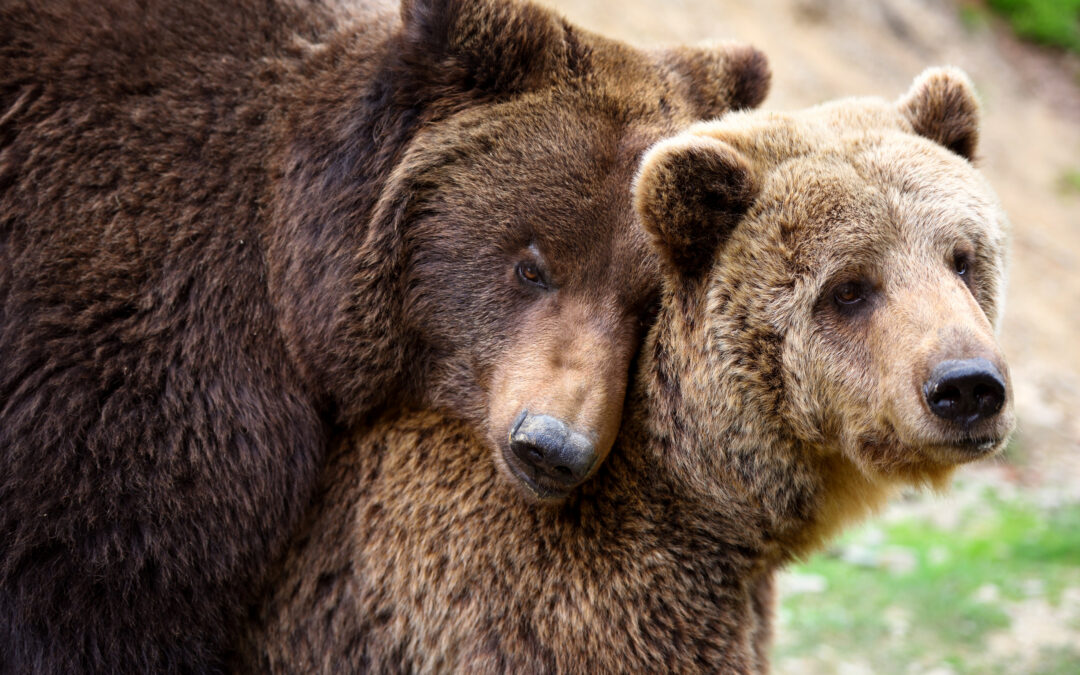 Trentino – Una lunga storia di mala gestione degli orsi