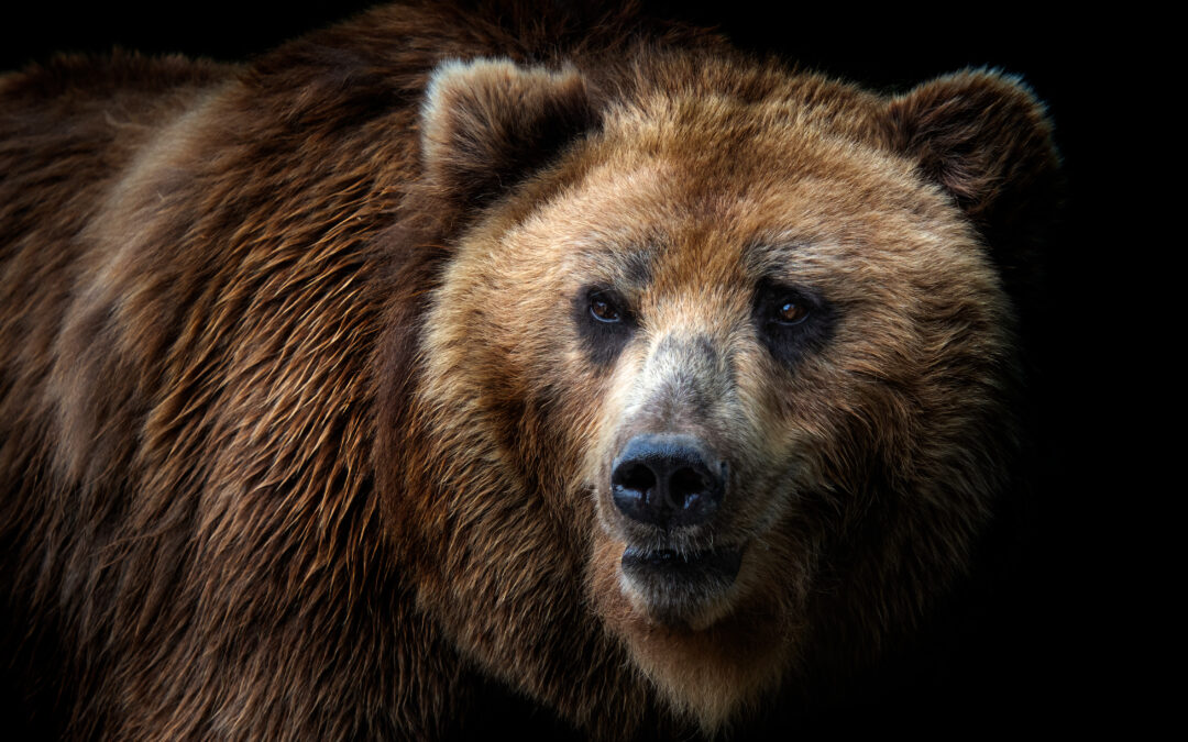 Trento – LNDC Animal Protection solleva questione di incostituzionalità