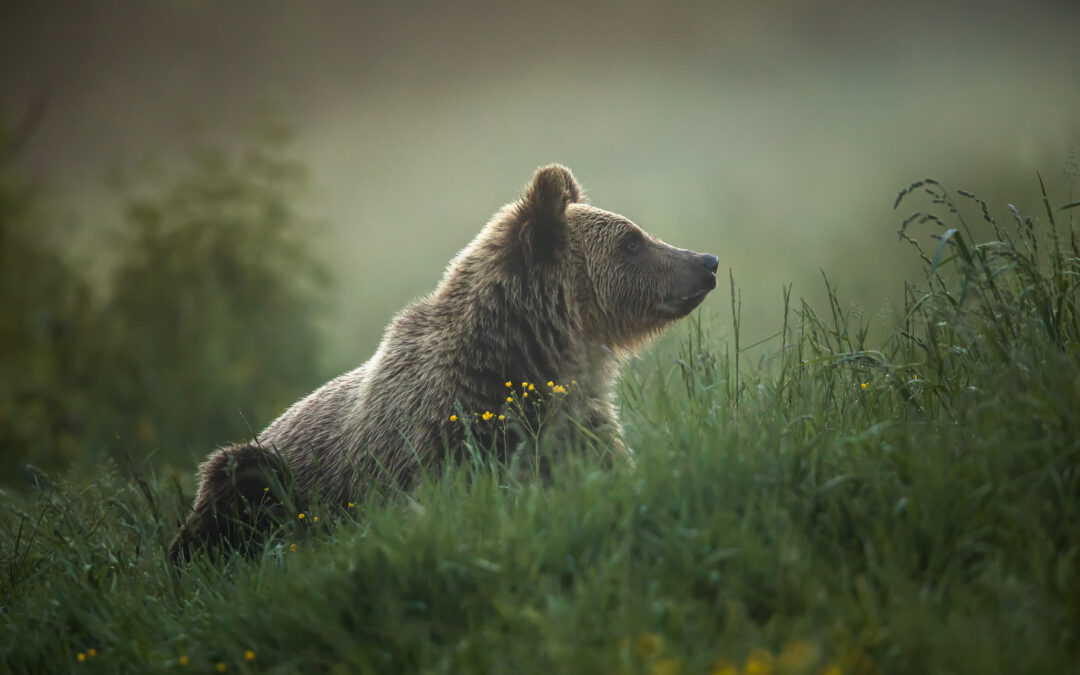 Trentino – Orsi nel mirino dei giustizieri. LNDC chiede di trasferire M49