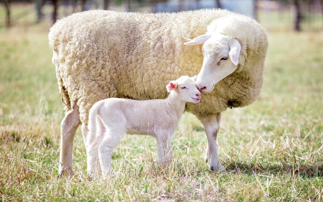 Pasqua 2023 – Il controsenso di uccidere per festeggiare la vita
