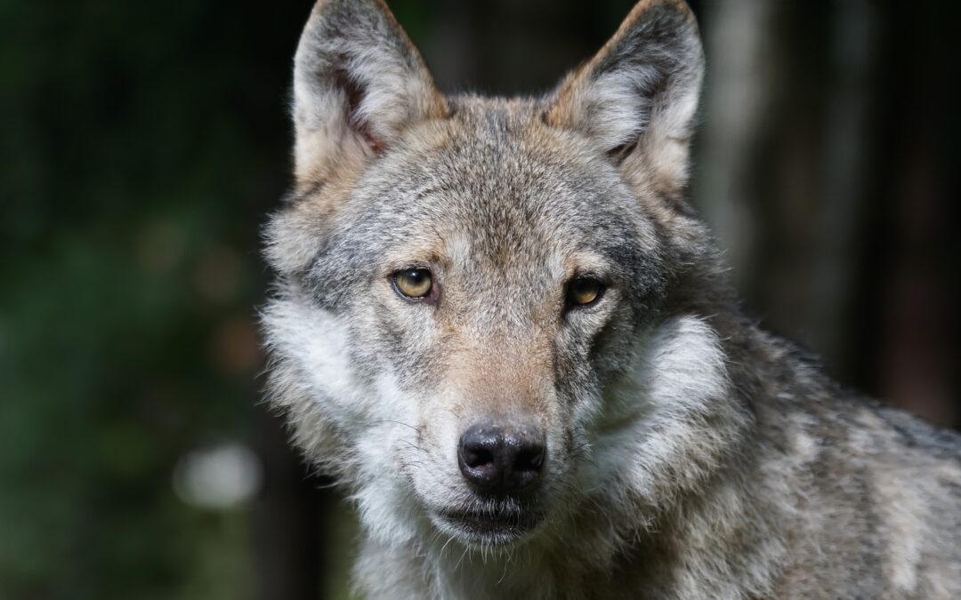 Caserta – Lupo ucciso da bracconieri. La denuncia di LNDC Animal Protection