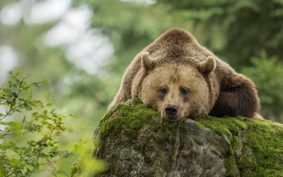 Trento – Accolto per primo il ricorso di LNDC Animal Protection contro l’ultimo decreto per uccidere JJ4