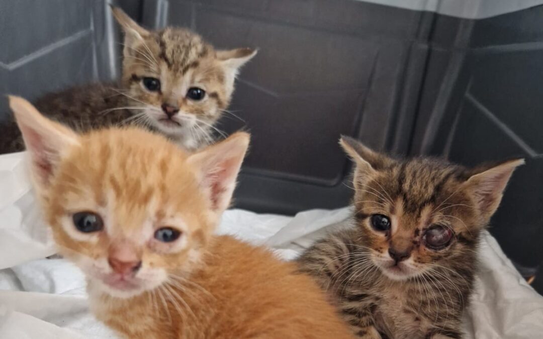 Canosa di Puglia (BAT) – La Sezione LNDC Animal Protection ha bisogno di aiuto per curare e far adottare 4 gattini