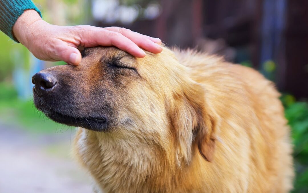 Emergenza alluvione – LNDC Animal Protection pronta a intervenire e sostenere le Sezioni locali
