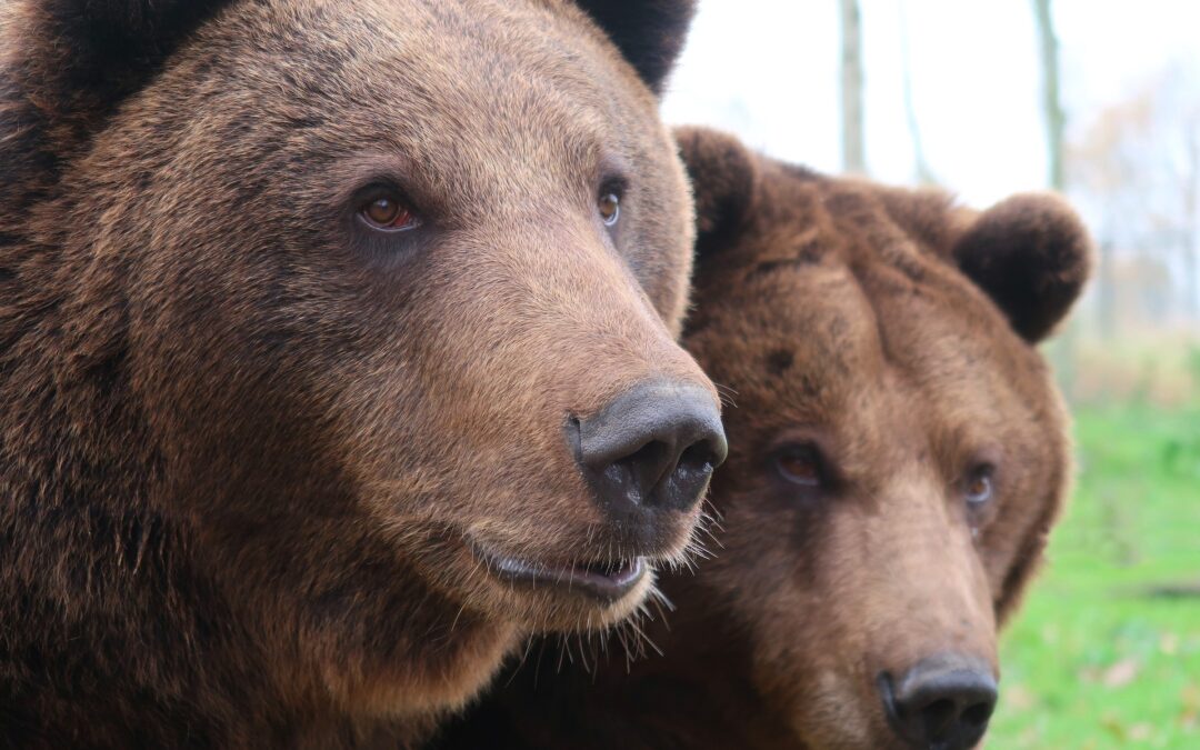 Trento – Ancora una volta JJ4 e MJ5 sono salvi grazie a LNDC Animal Protection